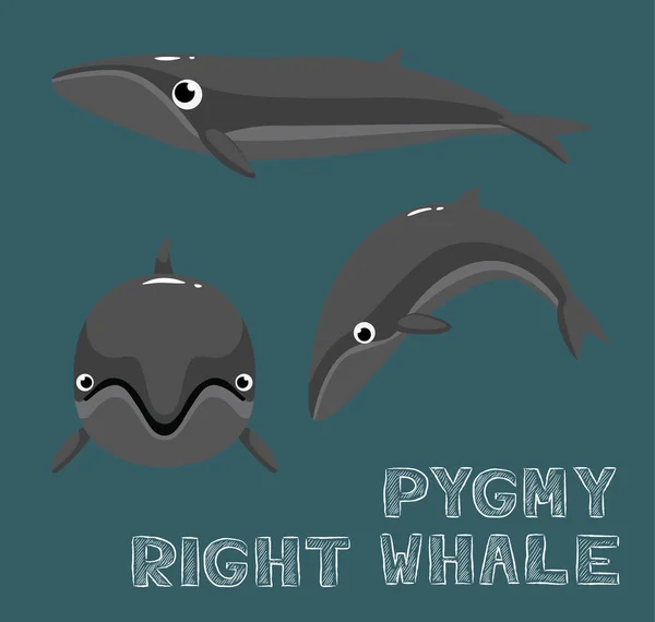 Pygmy Right Whale การ นเวกเตอร ภาพประกอบ — ภาพเวกเตอร์สต็อก
