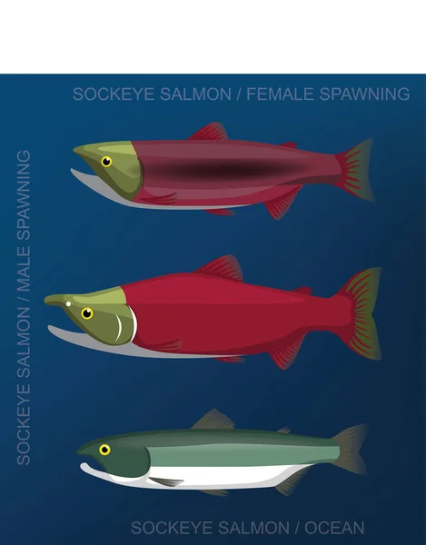 Ryby Sockeye Losos Set Cartoon Vector Illustration — Stockový vektor