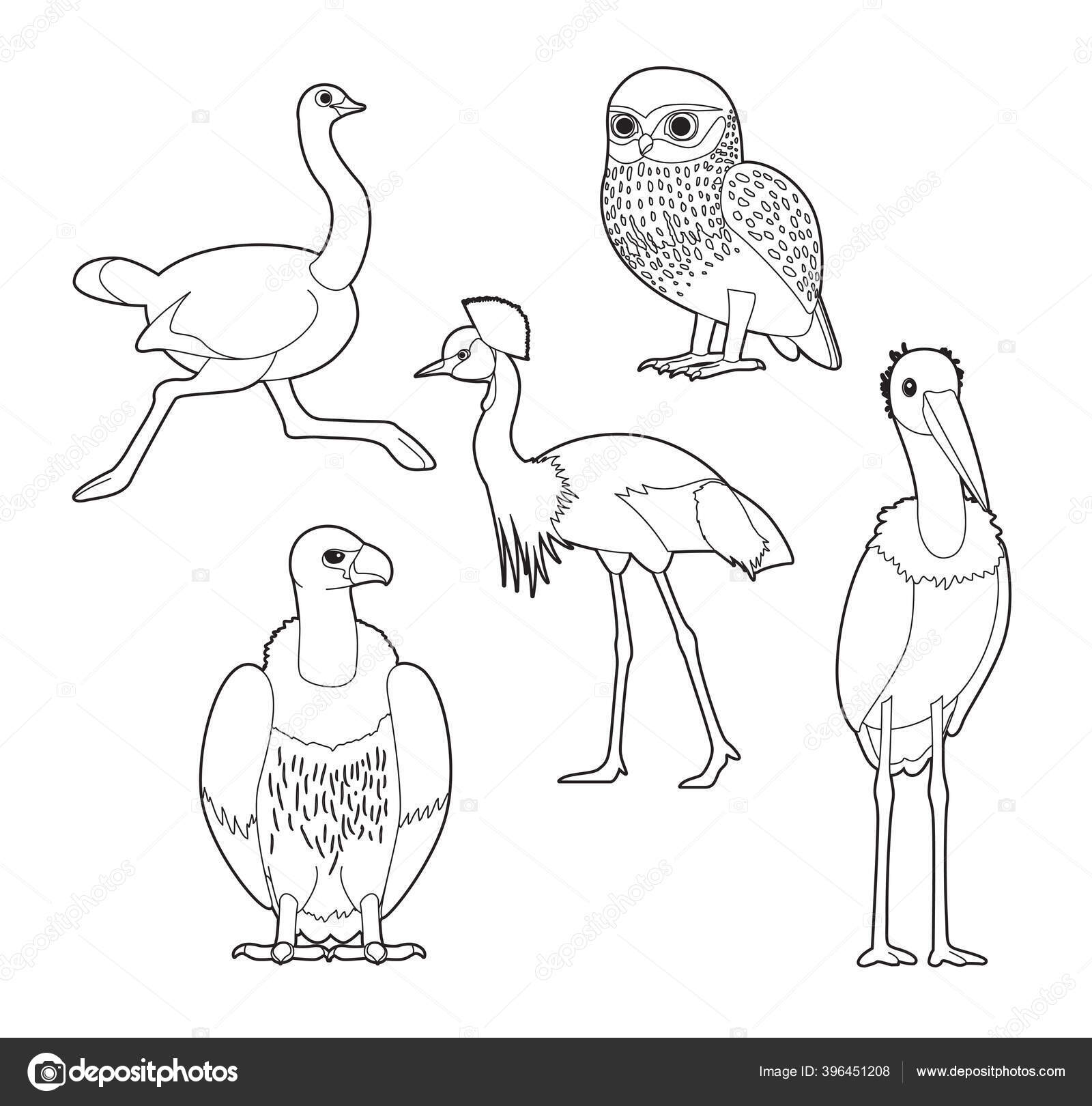 livro de colorir, aves para colorir, desenhando aves, desenhar