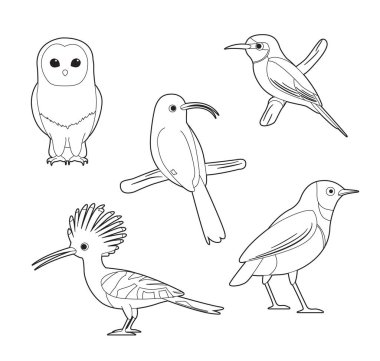Afrika Kuş Boyama Kitabı Baykuş Hoopoe Starling Arı yiyici Çizgi film Vektörü Set