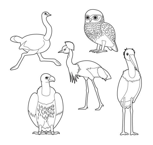 Aves Africanas Para Colorear Libro Búho Avestruz Grúa Buitre Cigüeña — Archivo Imágenes Vectoriales