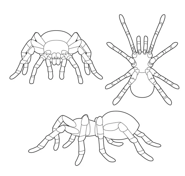 Σύνολο Εντόμων Tarantula Cartoon Vector Coloring Book — Διανυσματικό Αρχείο