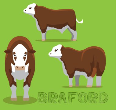 Cow Braford Cartoon Vector Illustration clipart