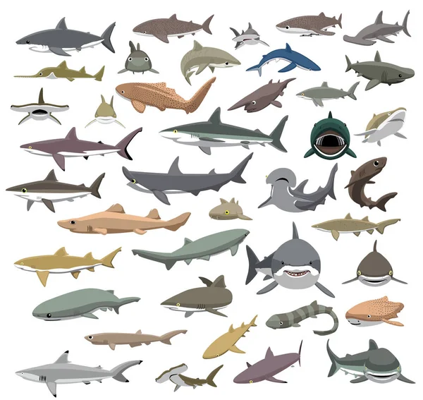 หลายสายพ ฉลามของโลกน กการ นเวกเตอร — ภาพเวกเตอร์สต็อก
