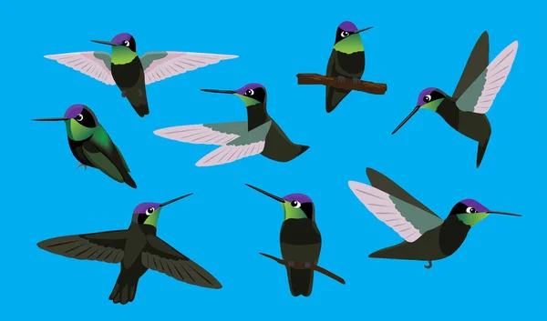Pássaro Magnífico Hummingbird Oito Poses Personagens Vetor Dos Desenhos Animados —  Vetores de Stock