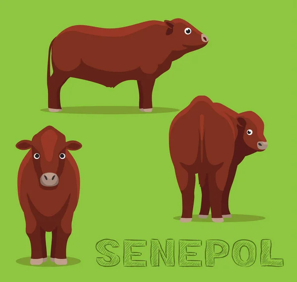 Cow Senepol Cartoon Vector Illustration — Stock Vector