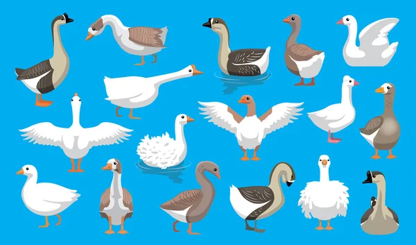 Cute Geese Breeds Cartoon Vector Characters — 스톡 벡터
