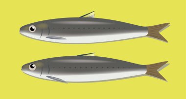 Ölü Balık Sardalyaları Çizgi Film Şirin Vektör Çifti