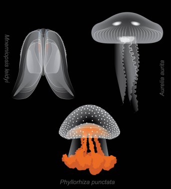 Hafif İğne Denizanası Aurelia Çizgi Filmi Vektör Çizimi