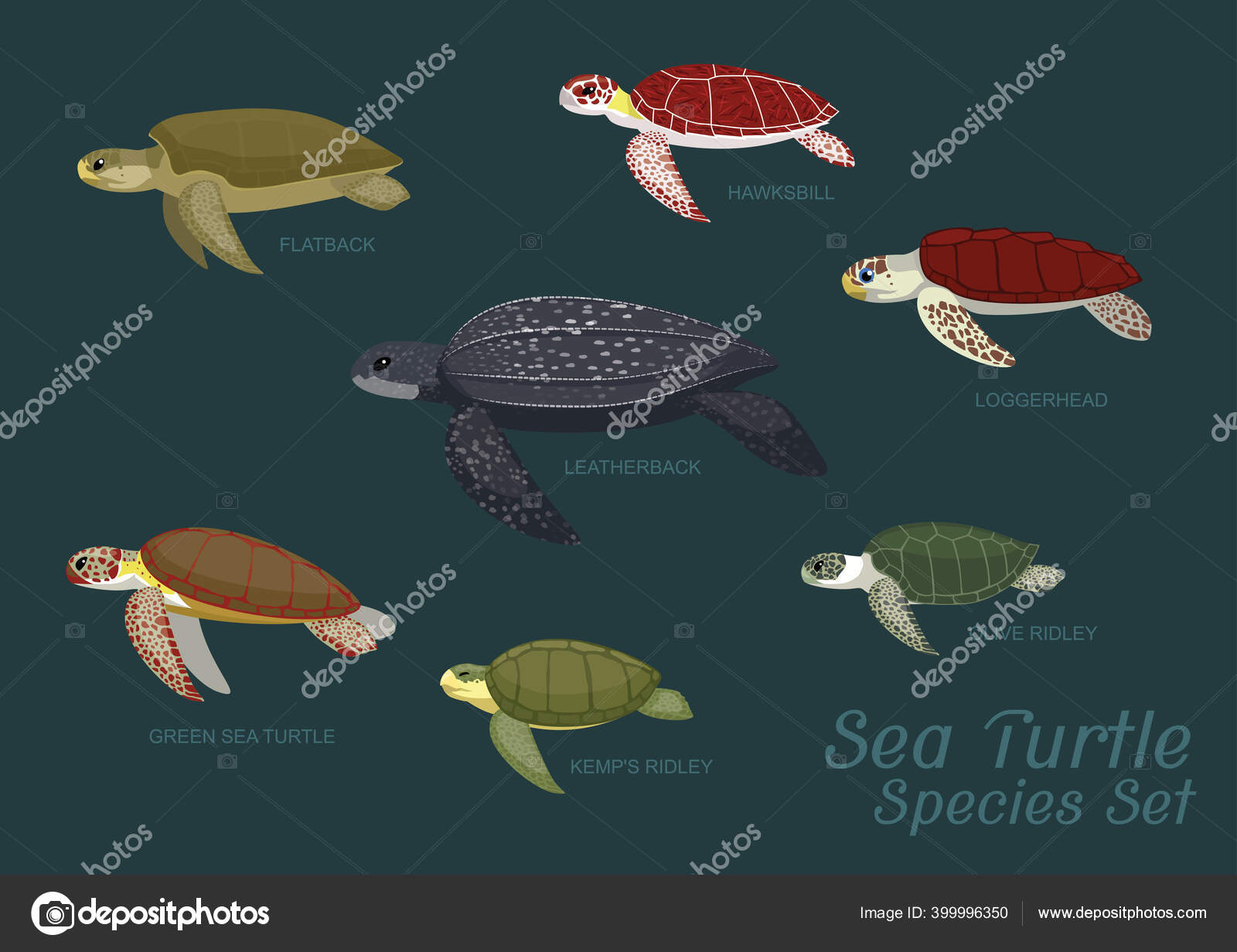 Espécie de tartaruga marinha ameaçada reaparece em Angra dos Reis - A Voz da  Cidade, image size:1600x1231