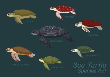 Various Sea Turtle Species Set Cartoon Vector Illustration clipart