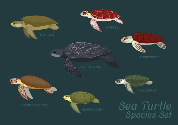Diversas Especies Tortugas Marinas Establecen Ilustración Vectorial Dibujos Animados — Vector de stock