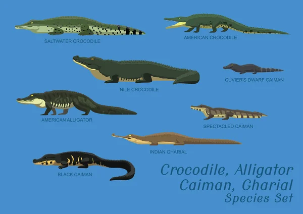 Verschiedene Krokodilalligator Kaiman Gharial Arten Set Cartoon Vector Illustration — Stockvektor
