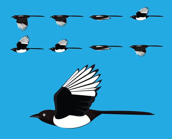 Fågel Magpie Flygande Tecknad Vektor Animation Ram — Stock vektor