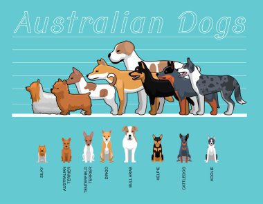 Australian Dogs Size Comparison Set Cartoon Vector Illustration clipart