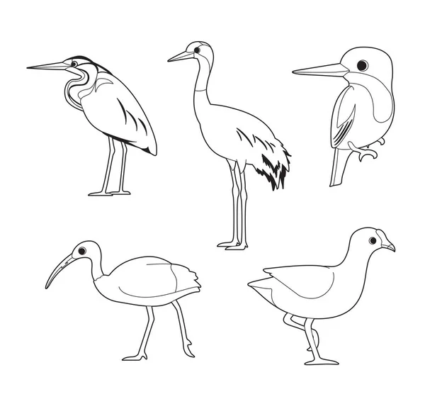 Asian Bird Coloring Book Heron Crane Kingfisher Ibis Moorhen Cartoon — стоковий вектор