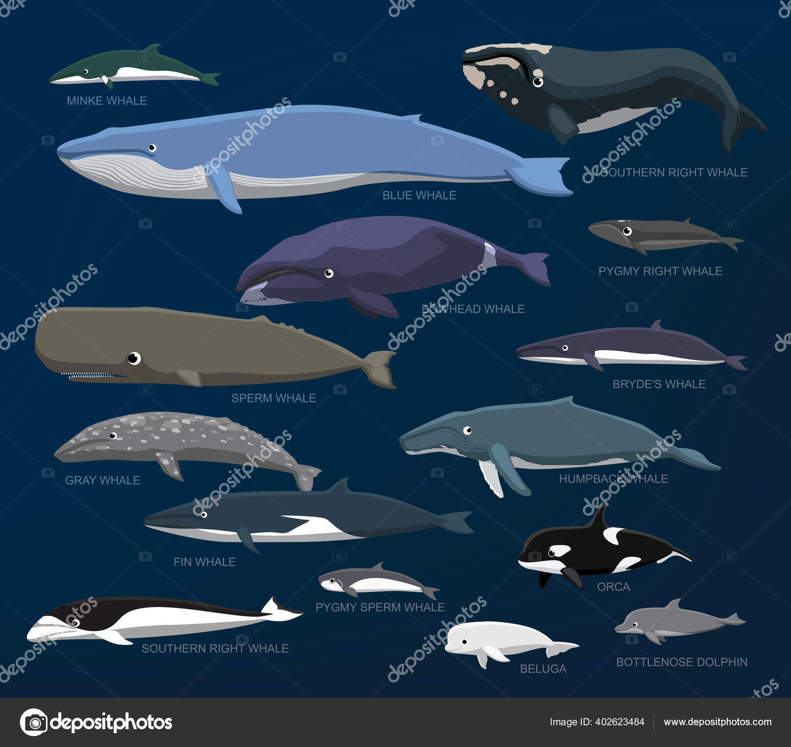 鲸鱼种类大小比较集卡通矢量图解图库矢量图©Punnawich 402623484