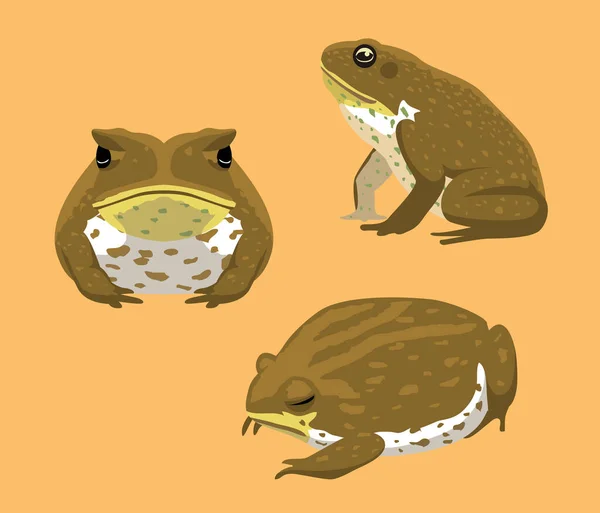 Australia Animal Cane Toad Cartoon Vector Ilustración — Archivo Imágenes Vectoriales