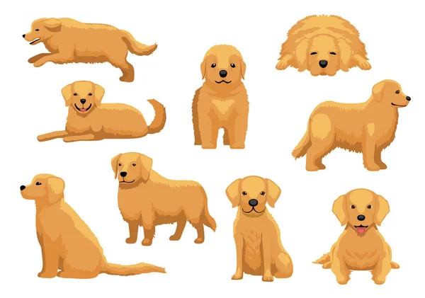 Cão Bonito Golden Retriever Nove Poses Cartoon Vector Ilustração —  Vetores de Stock