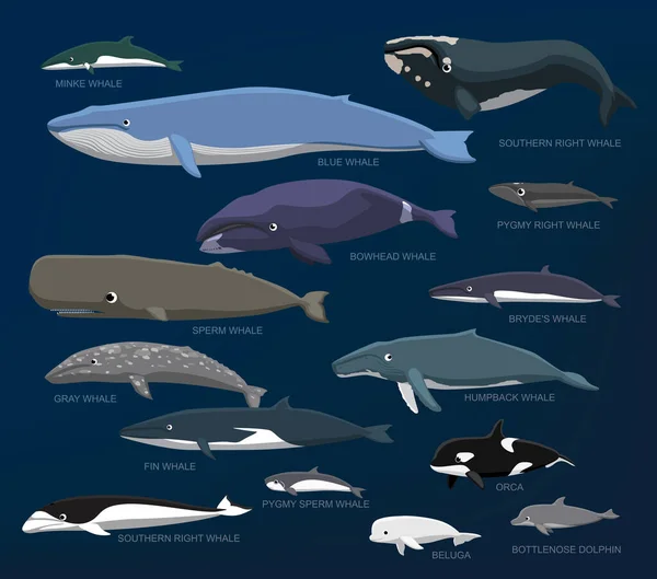 Whales Species Size Comparison Set Cartoon Vector Illustration — Stock Vector