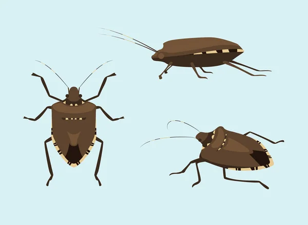 Espécies Invasoras Brown Mamorated Stink Bug Vector Illustration —  Vetores de Stock