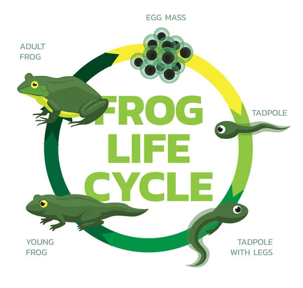 Frog Life Cycle Cartoon Cute Vector Illustration Set — Stock Vector