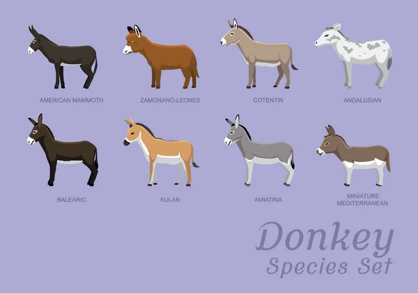 Olika Donkey Arter Ställa Tecknad Vektor Illustration — Stock vektor