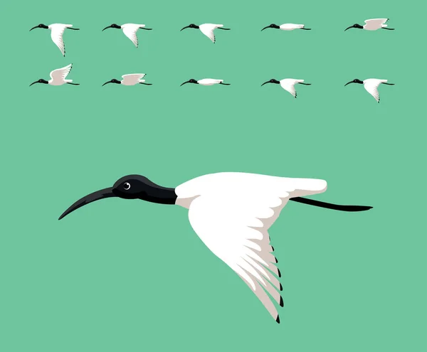 Animace Pták Australský Bílý Ibis Létající Roztomilý Karikatura Vektorové Ilustrace — Stockový vektor