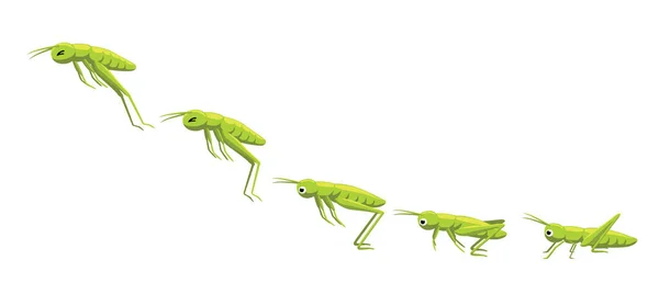 Grasshopper Jumping Cadru Secvență Animație Desen Animat Vector Ilustrație — Vector de stoc