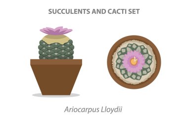 Ariocarpus Lloydii Succulent ve Cacti Vektör İllüstrasyonunu Ayarladı