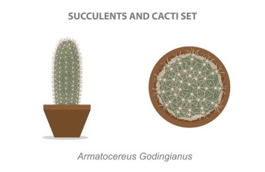 Armatocereus Godingianus Succulent ve Cacti Set Vector Illustration