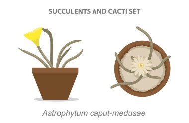 Astrophytum caput-medusae Succulent ve Cacti Set Vector Illustration