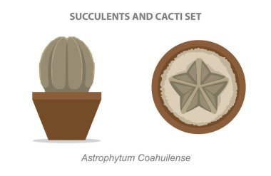 Astrophytum coahuilense Succulent ve Cacti Set Vektör İlülasyonu