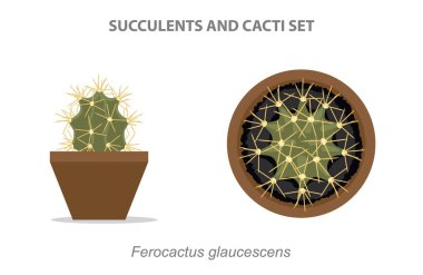 Ferocactus Glaucescens Succulent ve Cacti Set Vector Illustration