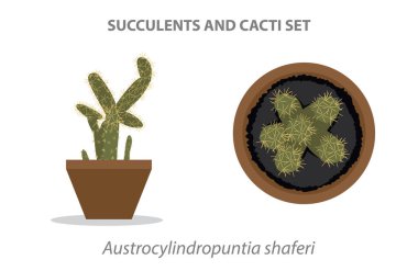 Austrosildropuntia Shaferi Succulent ve Cacti Set Vector Illustration
