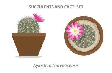 Aylostera Narvaecensis Succulent ve Cacti Vektör İllüstrasyonunu Ayarladı