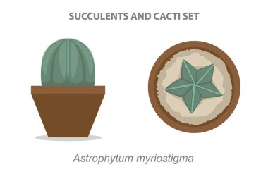 Astrophytum myriostigma Succulent ve Cacti Set Vector Illustration