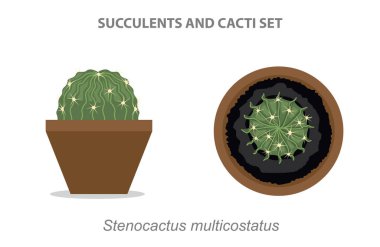 Stenocactus multicostatus Succulent ve Cacti Set Vector Illustration