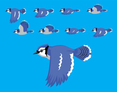 Animal Animation Sequence Blue Jay Flying Cartoon Vector clipart