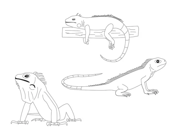Iguana各种不同的泊位卡通矢量着色书 — 图库矢量图片