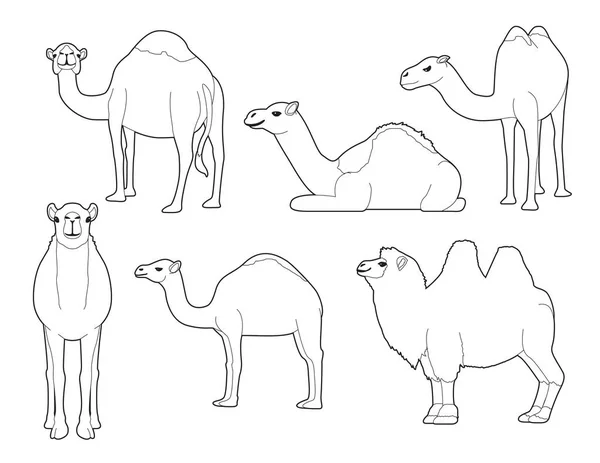 Camel Diverse Cartoon Vector Kleurboek — Stockvector