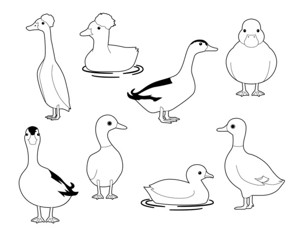 Domestic Duck Cute Cartoon Vector Coloring Book Set — Stock Vector