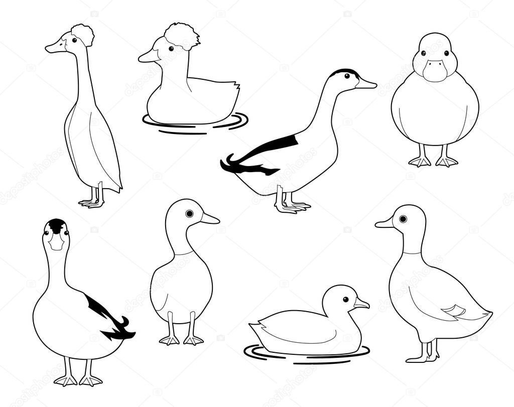 Domestic Duck Cute Cartoon Vector Coloring Book Set 1