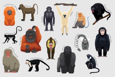 Primate Monkey Set Various Kind Identify Cartoon Vector clipart