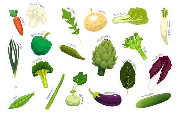 Vegetales Varios Tipo Identificar Vector Dibujos Animados — Archivo Imágenes Vectoriales