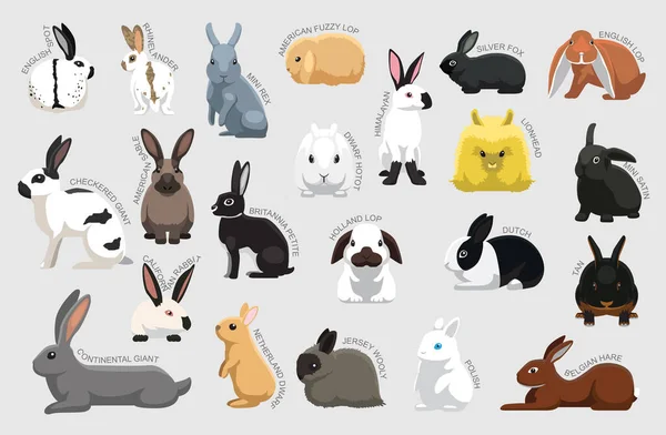 Conjunto Coelhos Vários Tipo Identificar Cartoon Vector —  Vetores de Stock