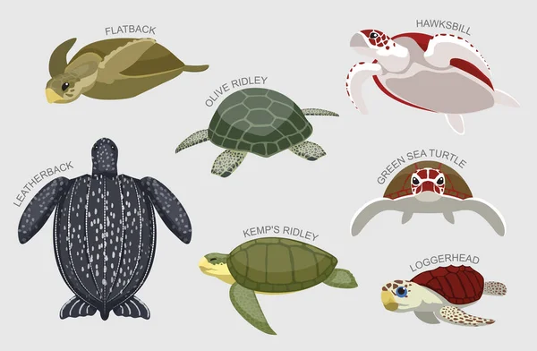 Conjunto Tortugas Marinas Varios Tipo Identificar Dibujos Animados Vector — Archivo Imágenes Vectoriales