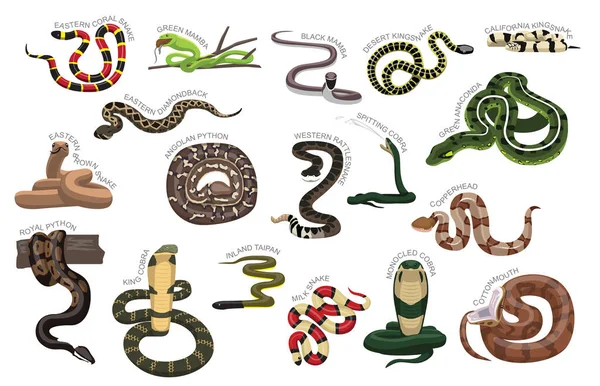 Snake Various Kind Identificar Dibujos Animados Vector — Vector de stock