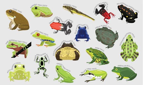 Set Ranas Varios Tipo Identificar Dibujos Animados Vector — Archivo Imágenes Vectoriales