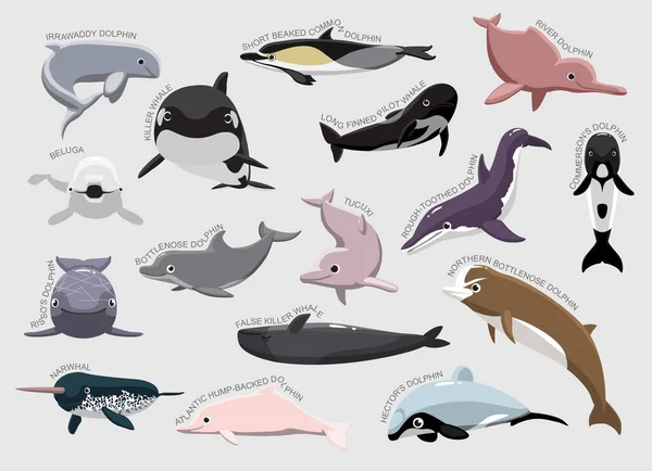 Σύνολο Δελφινιών Διάφορα Είδος Προσδιορίστε Cartoon Vector — Διανυσματικό Αρχείο